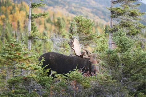 maine moose drawing 2022.